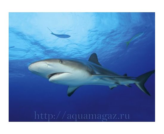 Фон Акула/Кораллы 49 см.