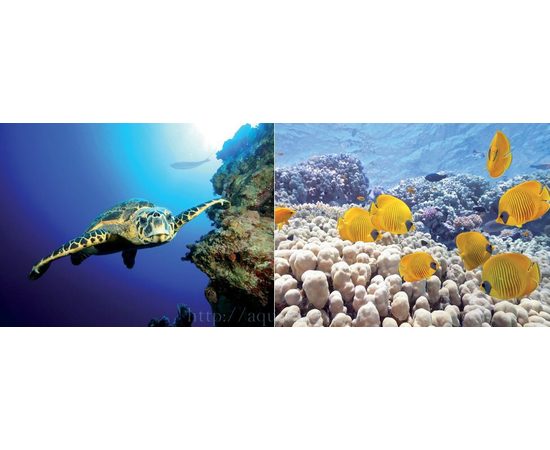 Фон Черепаха/Риф Фон Черепаха/Риф