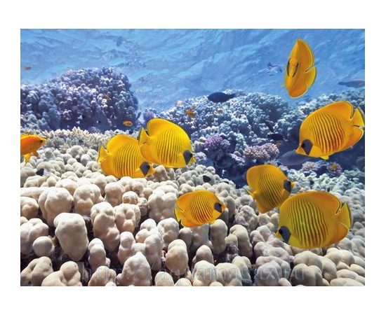 Фон Черепаха/Риф Фон Черепаха/Риф