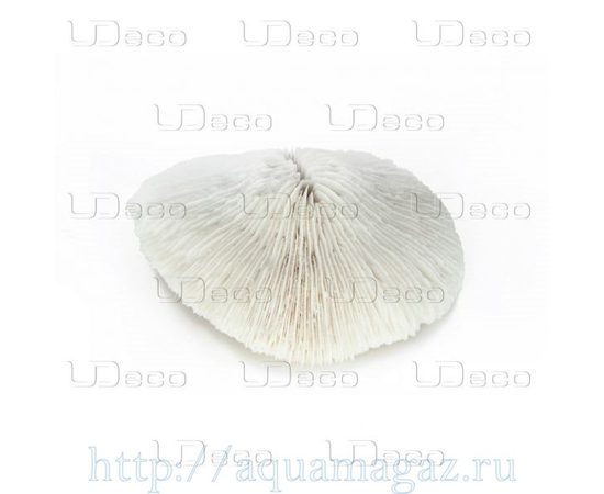 Коралл дисковидный UDeco Disk Coral M Коралл дисковидный UDeco Disk Coral M