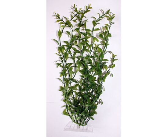 Растение Гигрофила (Hygrophila) 10см