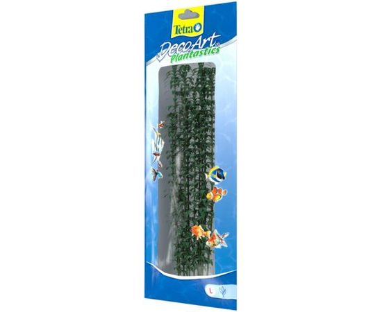 Растение Гигрофила L