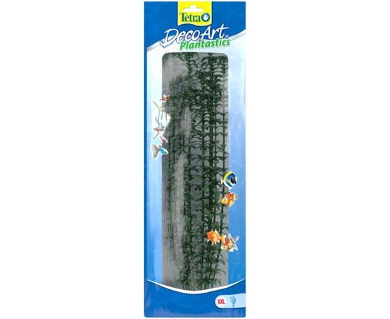 Растение Гигрофила XXL