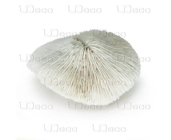 Коралл дисковидный UDeco Disk Coral L