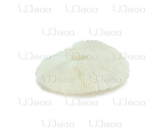 Коралл дисковидный UDeco Disk Coral S Коралл дисковидный UDeco Disk Coral S