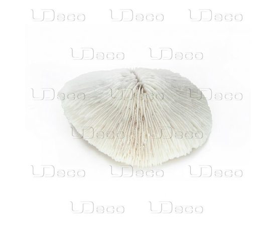 Коралл дисковидный UDeco Disk Coral M Коралл дисковидный UDeco Disk Coral M