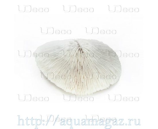 Коралл дисковидный UDeco Disk Coral M Коралл дисковидный UDeco Disk Coral M