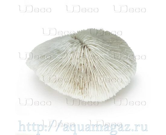 Коралл дисковидный UDeco Disk Coral L