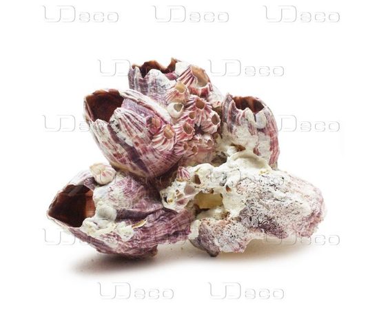 Морской жёлудь размер 5-25 см, упаковка 1 кг UDeco Barnacle