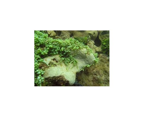 Каулерпа / 100гр. M Caulerpa sp.