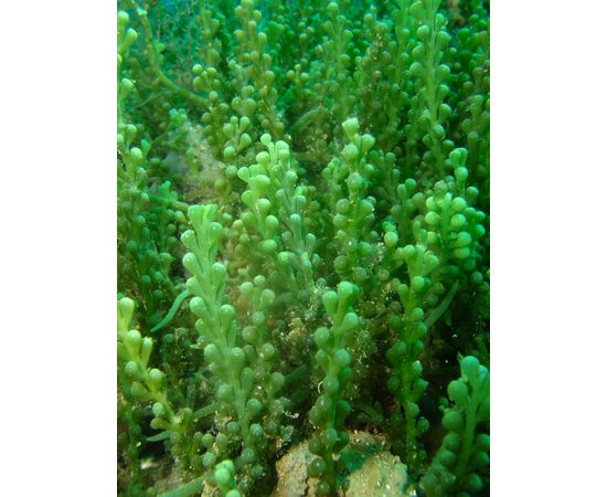 Каулерпа / 100гр. M Caulerpa sp.