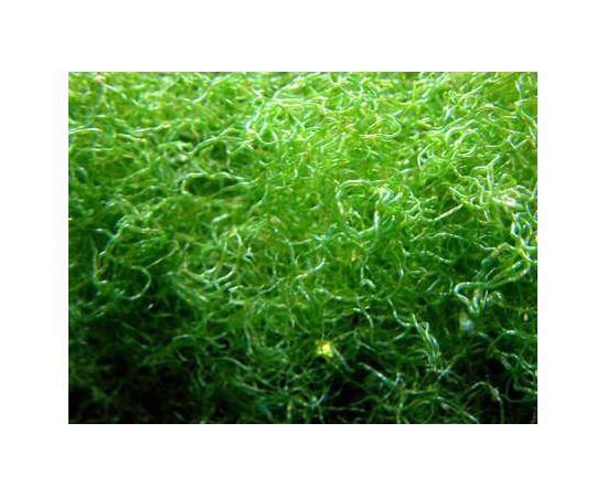 Хетоморфа/100гр. M Chaetomorpha linum K9f20/M