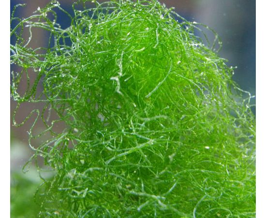 Хетоморфа/100гр. M Chaetomorpha linum K9f20/M