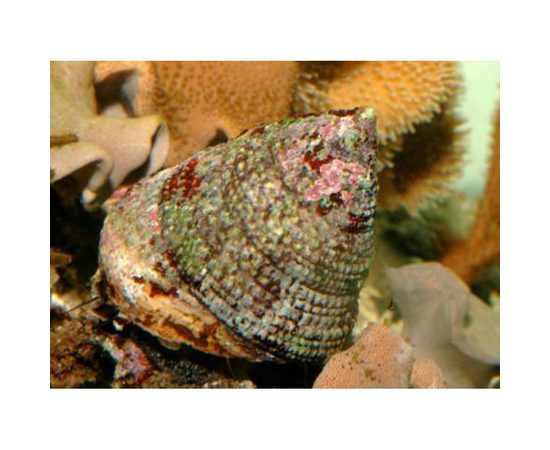 Улитка-водорослеед нилотикус M Trochus Tectus, Rochia niloticus