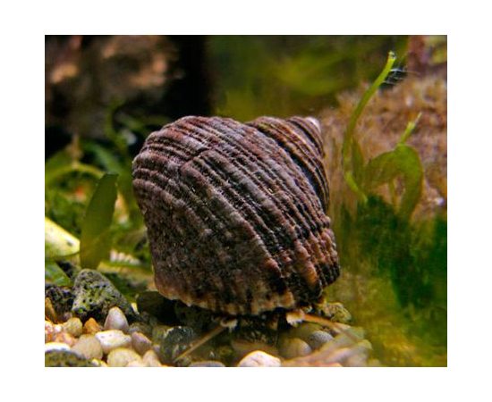 Улитка-водорослеед нилотикус M Trochus Tectus, Rochia niloticus