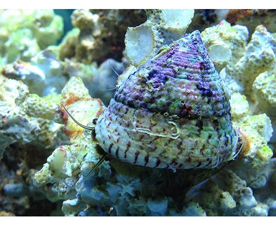 Улитка-водорослеед астрея тюрбановая M Astraea sp. K6e20/M