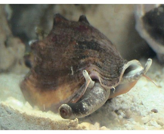 Стромбус канарский Гвидо M Laevistrombus canarium guidoi