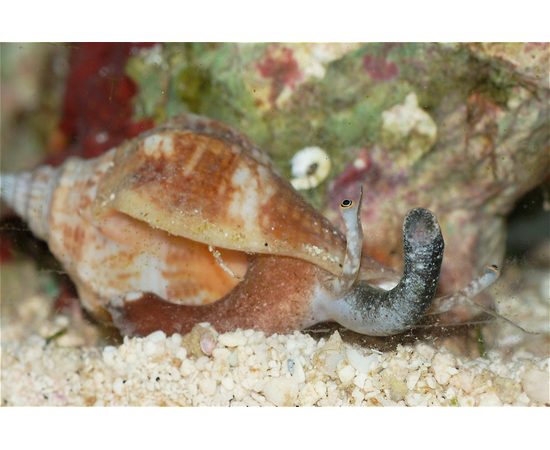 Стромбус M Strombus sp. K6g25/M