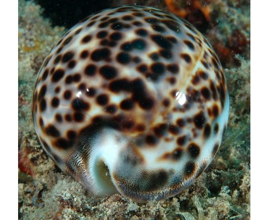 Ципрея тигровая L Cypraea tigris
