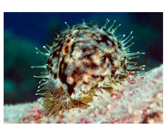 Ципрея тигровая L Cypraea tigris