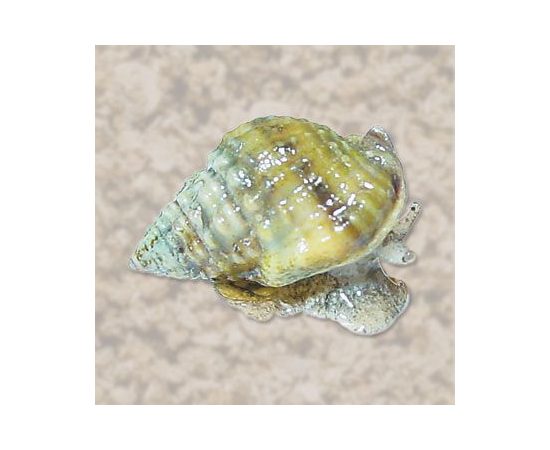 Улитка нассариус M, Nassarius spp. M K6n60/M