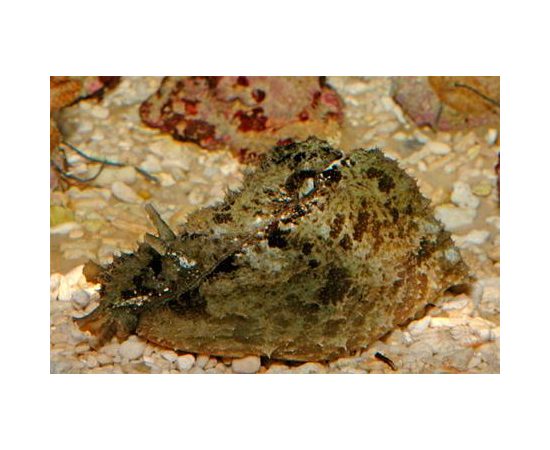 Заяц морской долабрифера M Dolabrifera dolabrifera