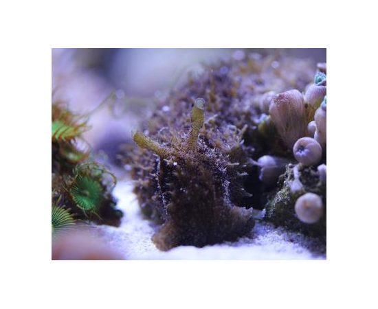 Заяц морской долабрифера M Dolabrifera dolabrifera