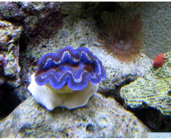 Тридакна кроцея сверлящая, шафранная M Tridacna crocea