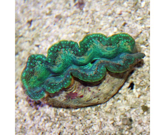 Тридакна кроцея сверлящая, шафранная S Tridacna crocea