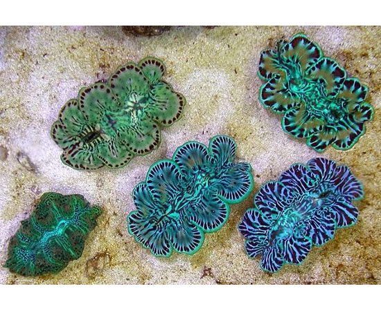 Тридакна кроцея сверлящая, шафранная S Tridacna crocea