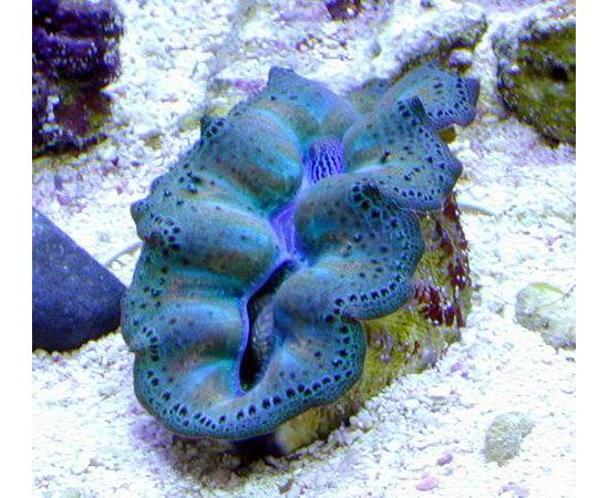 Тридакна кроцея сверлящая, шафранная S Tridacna crocea