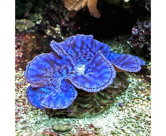 Тридакна максима изменчивая L Tridacna maxima K6x34/L