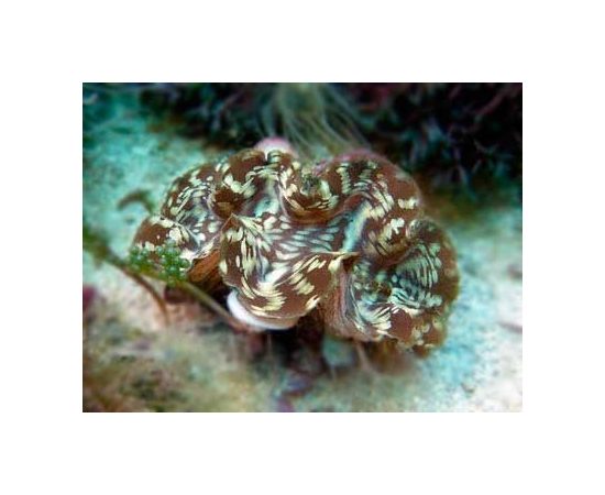 Тридакна сквамоза чешуйчатая L Tridacna squamosa K6x35/L