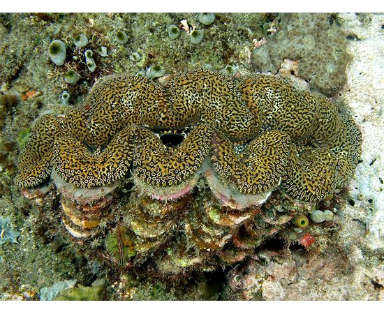 Тридакна сквамоза чешуйчатая L Tridacna squamosa K6x35/L