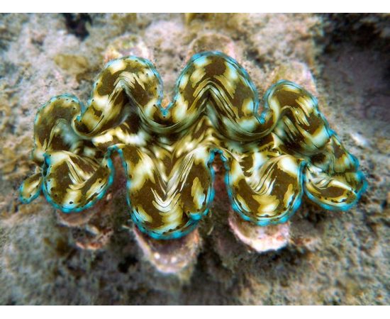 Тридакна сквамоза чешуйчатая L Tridacna squamosa K6x35/L