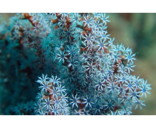 Горгонария черничная M Acalycigorgia K4p05/M