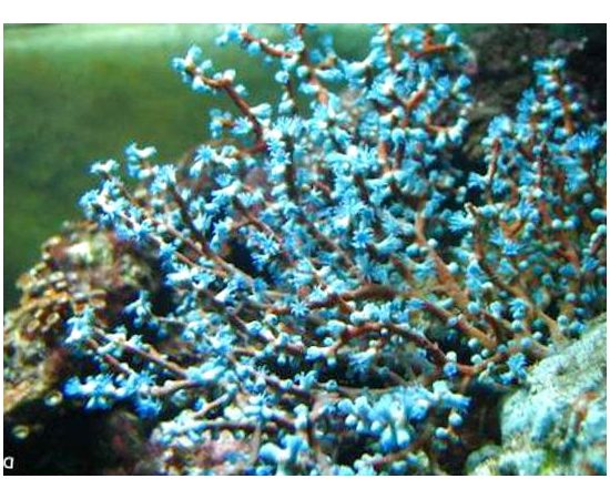 Горгонария черничная M Acalycigorgia K4p05/M