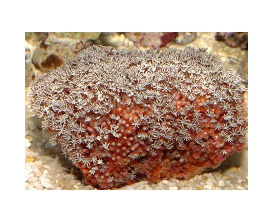 Тубипора - красный органчик M Tubipora musica