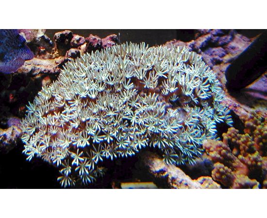 Тубипора - красный органчик M Tubipora musica