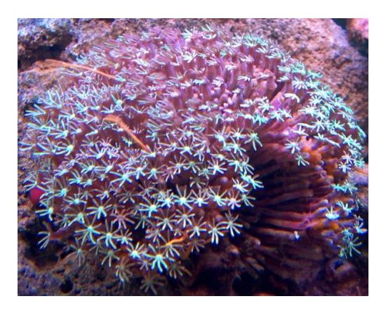 Тубипора - красный органчик M Tubipora musica