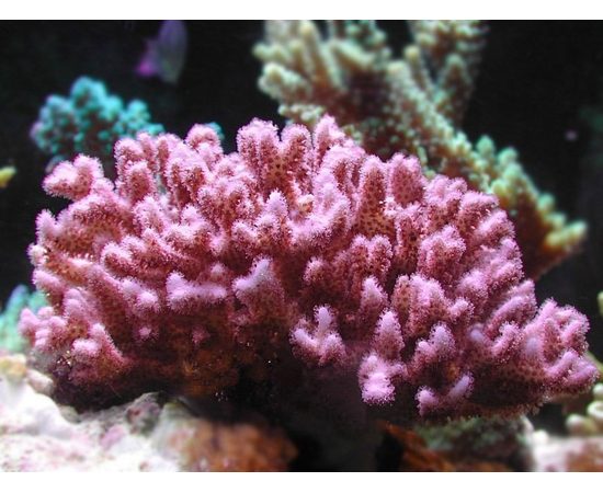 Поциллопора M Pocillopora sp.