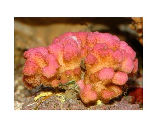 Поциллопора M Pocillopora sp.