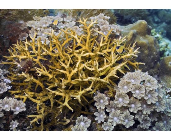 Сериатопора хистрикс M Seriatopora hystrix