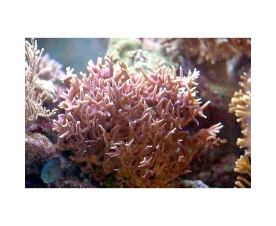 Сериатопора хистрикс M Seriatopora hystrix