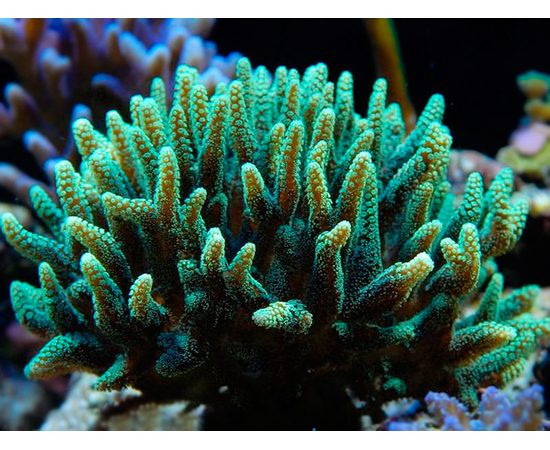 Сериатопора калиендрум M Seriatopora caliendrum