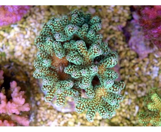 Сериатопора калиендрум M Seriatopora caliendrum