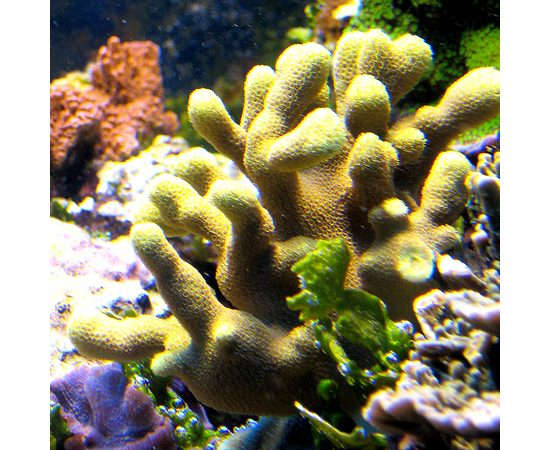 Порит цилиндрический желтый зеленый M Porites cylindrica