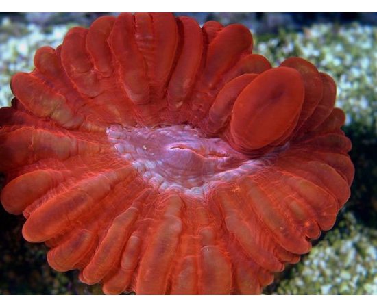 Цинарина красная S Cynarina lacrymalis