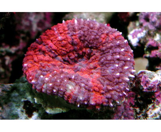 Сколимия витиенсис красная M Scolymia vitiensis