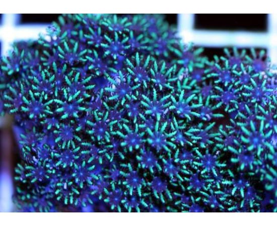 Симподиум S Sympodium sp. K4f95/S